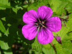 Geranium 'Anne Thomson' bestellen